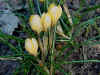 260206Crocus_ws.jpg (59918 bytes)