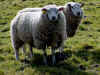 _schapen_ws.jpg (60388 bytes)