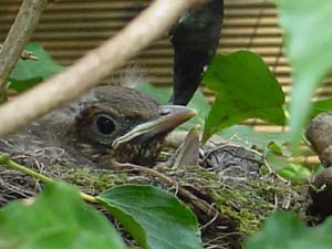 jonge merels in onze achtertuin!