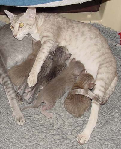 Felitan Sailon met kittens