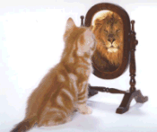 kat voor spiegel, ziet zichzelf als leeuw